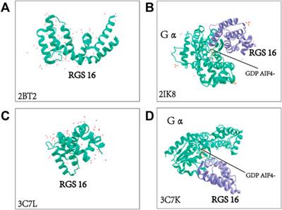 Functions of regulators of G protein signaling 16 in immunity, inflammation, and other diseases